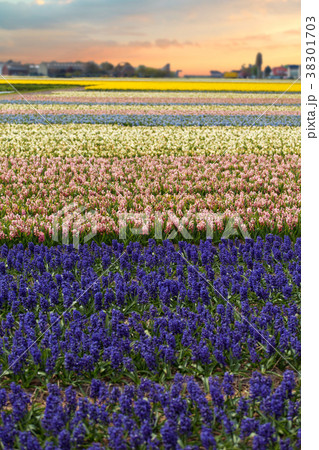 Blue Flowers 38301703