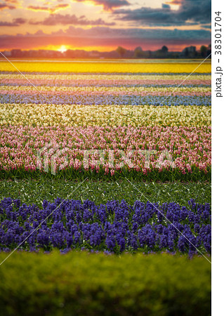 Blue Flowers 38301704