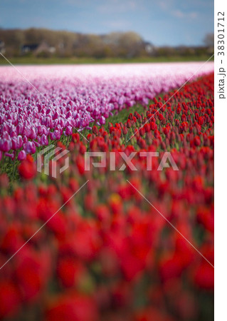 red tulips in the netherlands red tulips in the netherlands 38301712