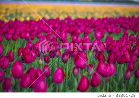 pink, red and orange tulip field in North Holland pink, red and orange tulip field in North Holland 38301728