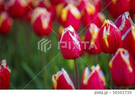 red tulips in the netherlands 38301730