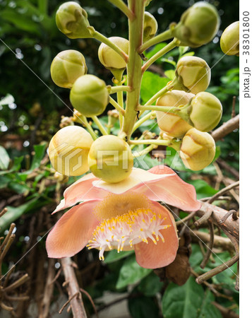 Pollen of Salween Flower Blooming 38301800