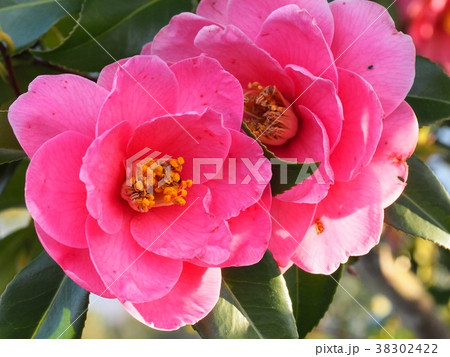 椿の花　ツバキ　明石潟 38302422