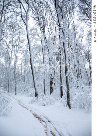 Snow-covered path in the park Snow-covered path in the park 38303146