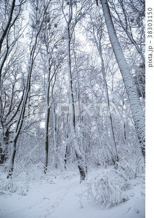 High snow-capped trees High snow-capped trees 38303150