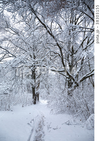 Snow-covered path in the forest Snow-covered path in the forest 38303155