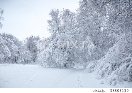 snow-covered glade in forest snow-covered glade in forest 38303159