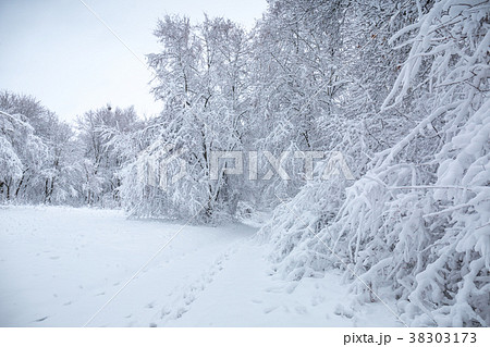 snow-covered glade in the forest snow-covered glade in the forest 38303173