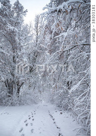 path in the forest path in the forest 38303181
