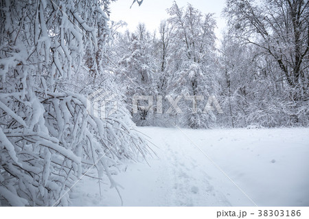 Branches under the snow Branches under the snow 38303186