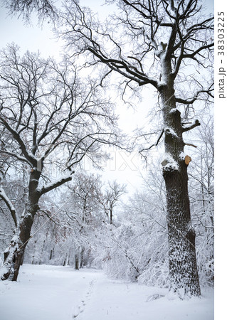 Snow covered old oaks Snow covered old oaks 38303225