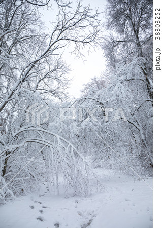 Impenetrable winter forest Impenetrable winter forest 38303252