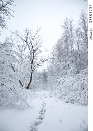 Road in a snowy forest Road in a snowy forest 38303257