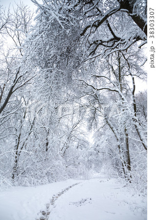 Beautiful snowy landscape Beautiful snowy landscape 38303307