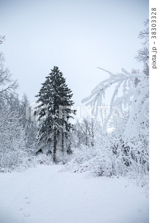 Christmas tree in the forest Christmas tree in the forest 38303328