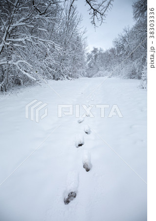 Footprints in the snow Footprints in the snow 38303336