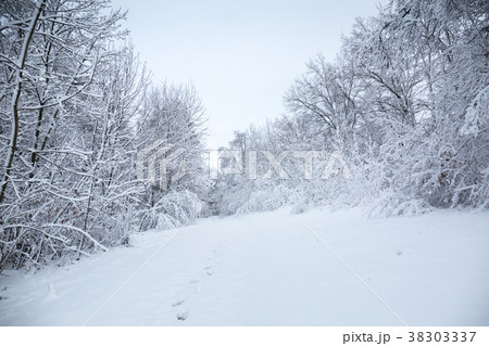 Winter inclined landscape Winter inclined landscape 38303337