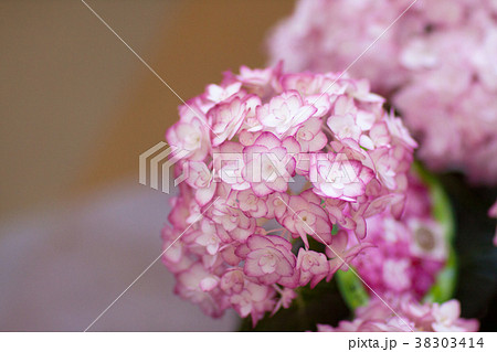 紫陽花 サオリ 38303414
