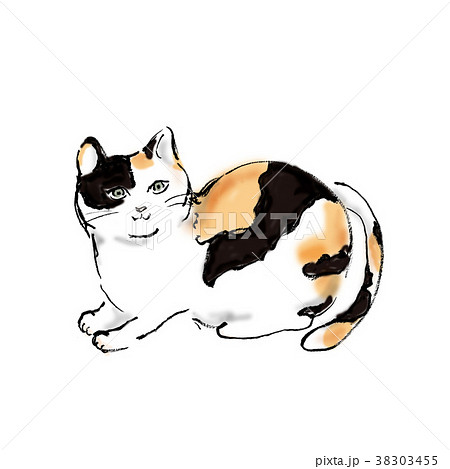 三毛猫 三毛猫 38303455
