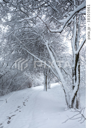 Trees in the snow Trees in the snow 38303661
