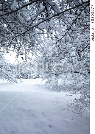 Snow-covered branches in the park Snow-covered branches in the park 38303677