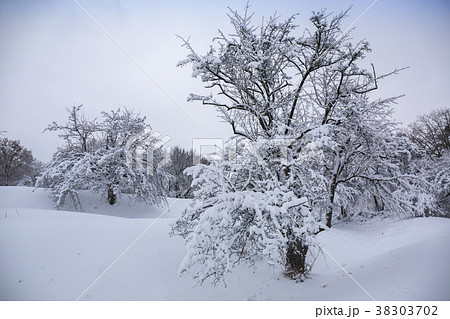 Snow-covered tree on a hill Snow-covered tree on a hill 38303702