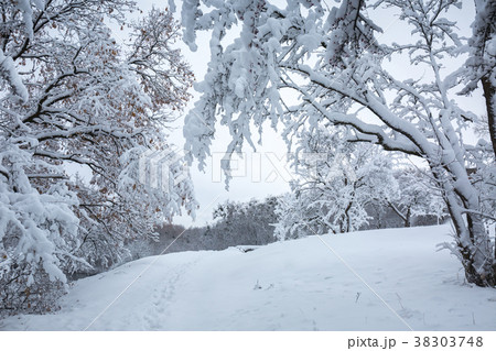 landscape with a snowfall landscape with a snowfall 38303748