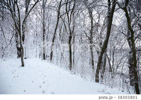 Thickets of trees in the forest Thickets of trees in the forest 38303801