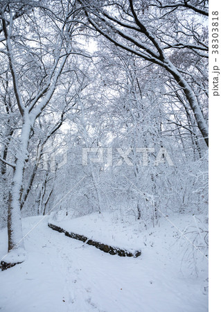 landscape with a snowfall landscape with a snowfall 38303818