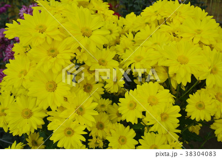 菊の花 菊の花 38304083