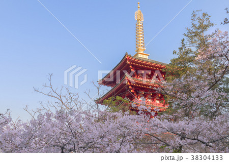 高幡不動尊金剛寺　五重塔と桜 38304133
