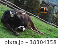 Alpine cow in the high mountain South Tyrol, Italy 38304358