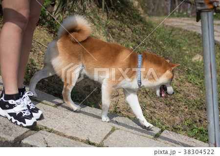 柴犬 鳥羽 しば 38304522