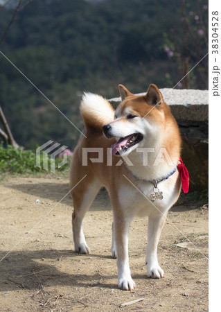 柴犬 鳥羽 しば 38304528
