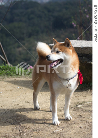 柴犬 鳥羽 しば 38304529
