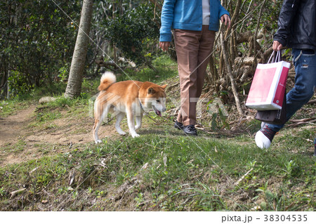 柴犬 鳥羽 しば 38304535