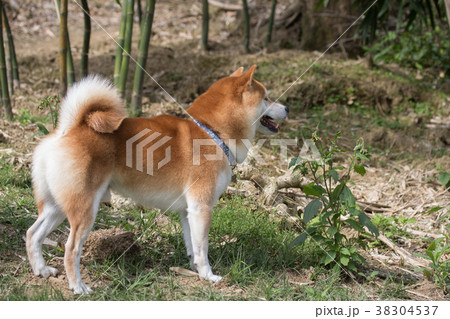 柴犬 鳥羽 しば 38304537
