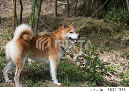 柴犬 鳥羽 しば 38304538