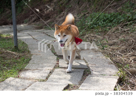 柴犬 鳥羽 しば 38304539
