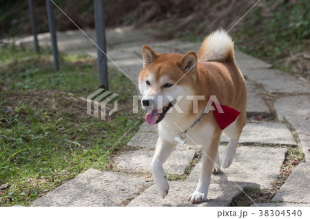 柴犬 鳥羽 しば 38304540
