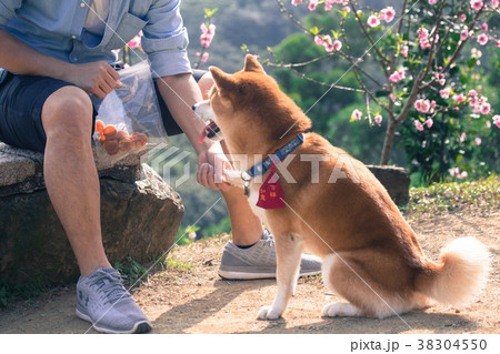 柴犬 鳥羽 しば 38304550