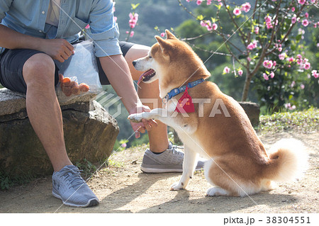 柴犬 鳥羽 しば 38304551