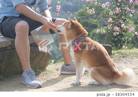 柴犬 鳥羽 しば 38304554