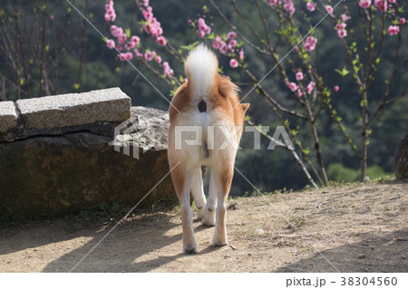 柴犬 鳥羽 しば 38304560
