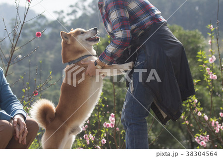 柴犬 鳥羽 しば 38304564