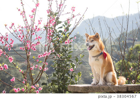 柴犬 鳥羽 しば 38304567