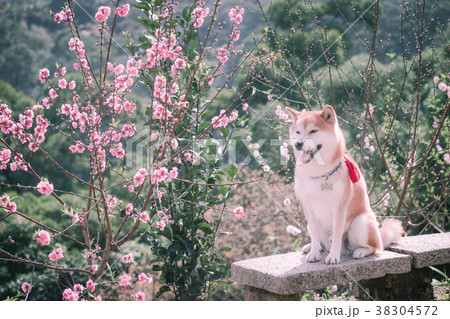 柴犬 鳥羽 しば 38304572