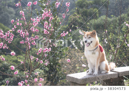 柴犬 鳥羽 しば 38304573