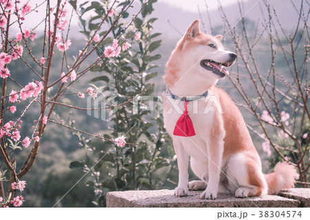 柴犬 鳥羽 しば 38304574