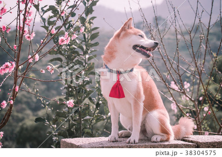 柴犬 鳥羽 しば 38304575